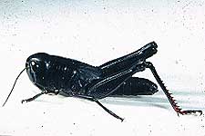 female instar 5