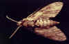 hornworm adult.jpg (47669 bytes)