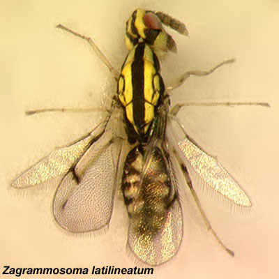 Zagrammosoma latilineatum