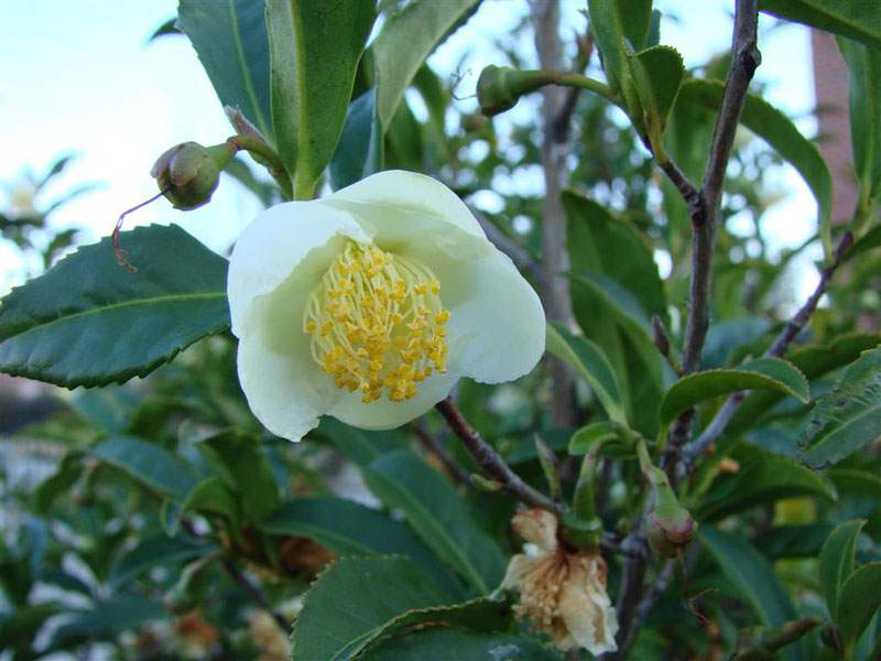 Tea Plant Camellia Sinensis