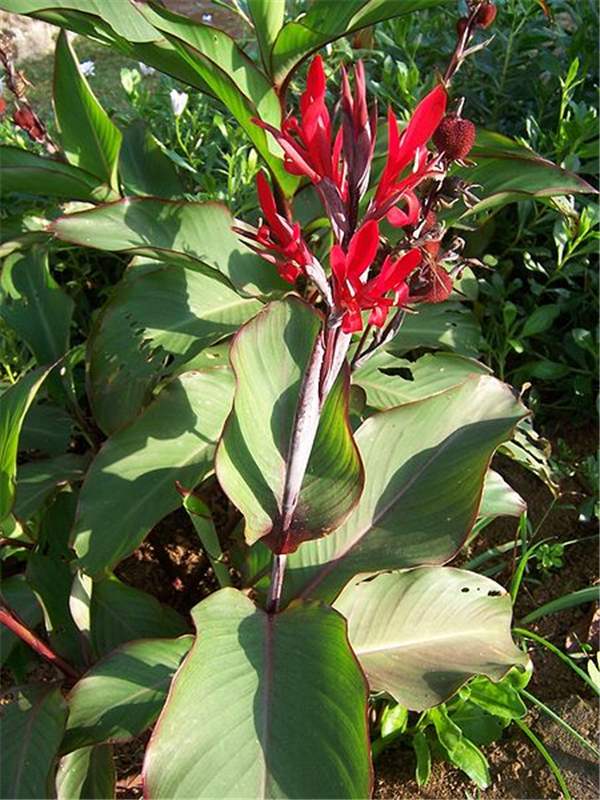 Factsheet - Canna indica (Wild Canna Lily)