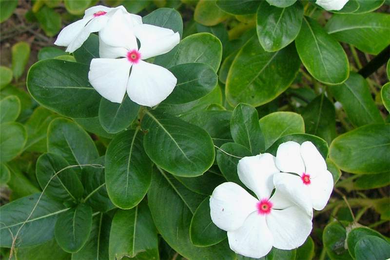 Factsheet Catharanthus roseus (Madagascar Periwinkle)