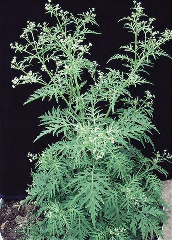 Factsheet Parthenium hysterophorus (Parthenium Weed)