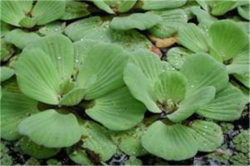 pistia stratiotes water lettuce weeds leaves matt taylor keys lucidcentral