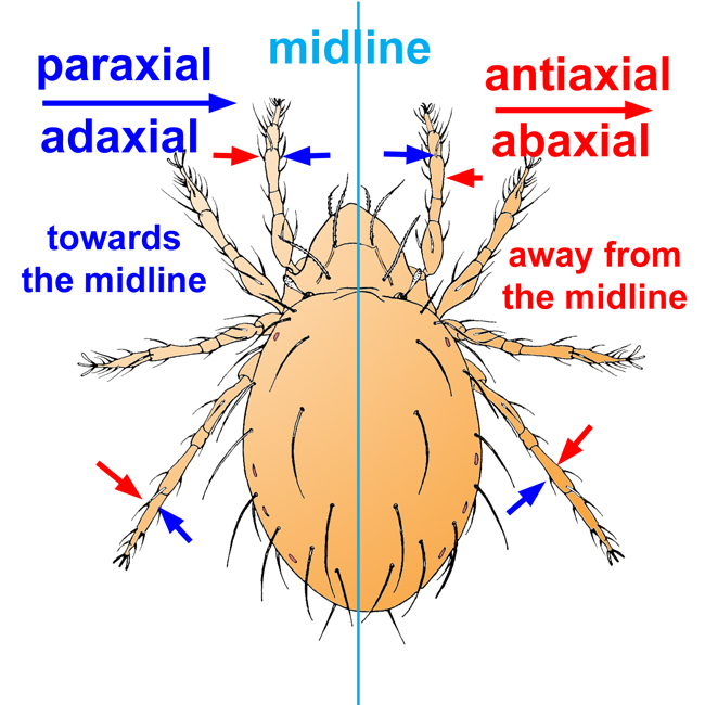 axis of the body (midline)