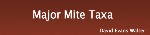 Major Mite Taxa, by David Evans Walter