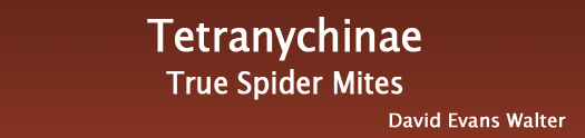 Tetranychinae, True Spider Mites, by David Evans Walter