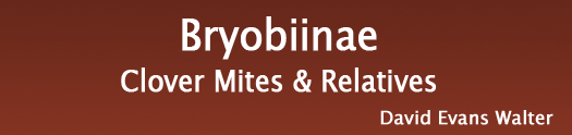 Bryobiinae, Clover Mites & Relatives, by David Evans Walter