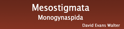 Mesostigmata, Monogynaspida, by David Evans Walter