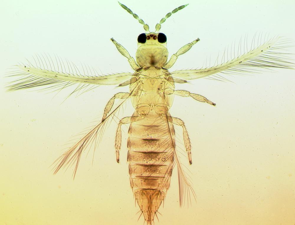 Scirtothrips Dorsalis Browse Species Thrips Of California
