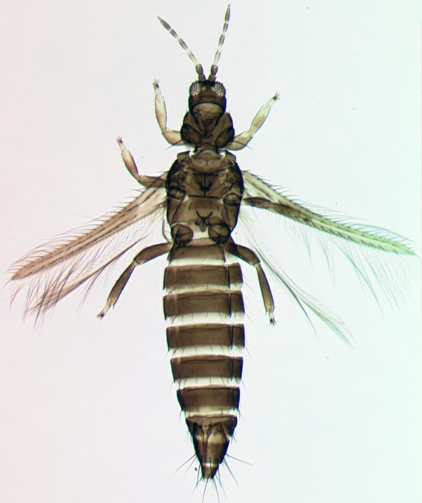 Thrips Orientalis Browse Species Thrips Of California