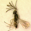male Hemiptarsenus varicornis
