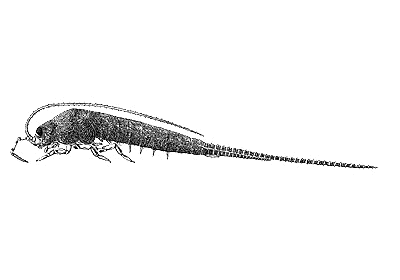 A bristletail