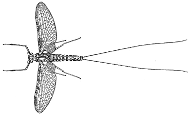 A mayfly