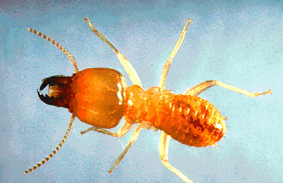 A soldier caste termite