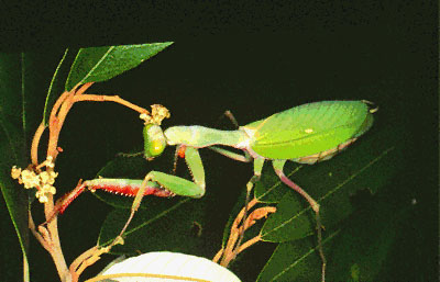 A praying mantid camouflaged among leaves