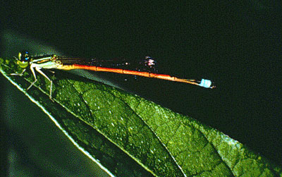 A damselfly resting on a leaf