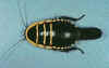 A female cockroach carrying an egg case (ootheca)