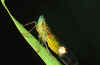 A leafhopper