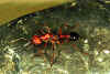 A worker bull ant showing the enormous mandibles