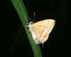 A grass blue butterfly