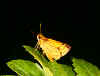 A skipper