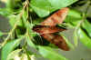 A hawk moth