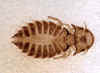 A marsupial louse