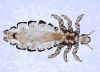 A human body louse - Pediculus humanus humanus