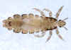 A human head louse - Pediculus humanus capitis