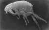 A scanning electron micrograph of a flea