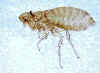 A marsupial flea