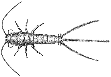 A silverfish