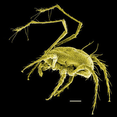 Mites (Acari) are usually the most diverse and abundant arthropods in ...