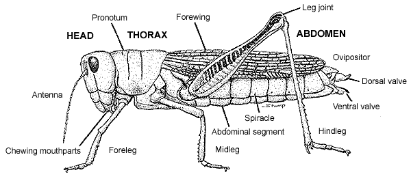 Female Side Illustration