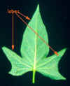 leaf lobes.jpg (29827 bytes)