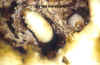C Puncticollis larvaIIBC.jpg (151275 bytes)