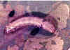 S. litura larva.jpg (32239 bytes)