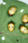 Tortoise beetle pupae1.jpg (195485 bytes)