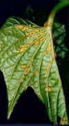 aphids leaf.jpg (31096 bytes)
