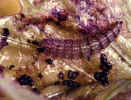 brown leaffolder larva.jpg (49754 bytes)