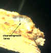 clearwing moth larvaNS1.jpg (100806 bytes)