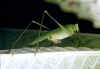 katydid female.jpg (51637 bytes)