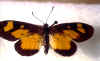sp butterfly adult.jpg (111026 bytes)