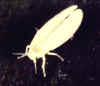 whitefly adult.jpg (27650 bytes)