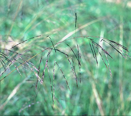 Chrysopogon filipes