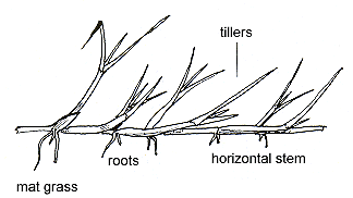 Grass Structure