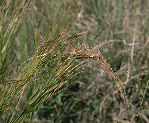 Heteropogon contortus