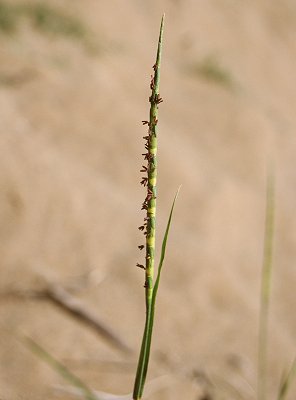 Rottboellia cochinchinensis (Lour.) Clayton by terragriwikwio1 on 1 March  2018