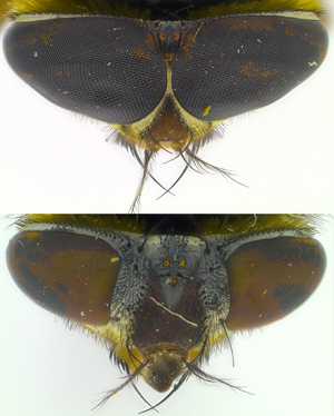 Male (top) and female (bottom) eyes
